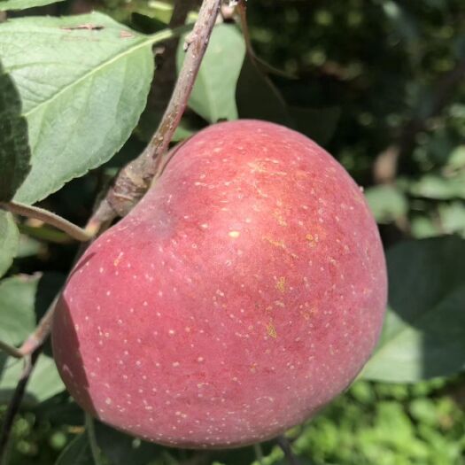 昭通 【顺丰包邮】云南昭通苹果昭通丑苹果冰糖心甜脆爽口新鲜水果