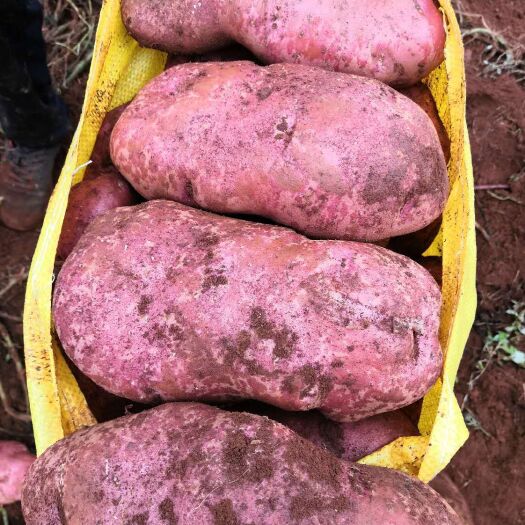 寻甸县青薯9号  云南寻甸土豆