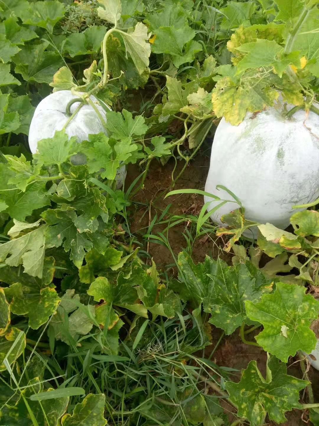 小冬瓜  一串玲，小圆冬瓜质量好，价格美丽！