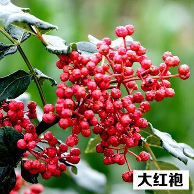 平邑县大红袍花椒苗  促销 花椒苗大红袍野花椒2年苗高度100公分买10棵赠1棵