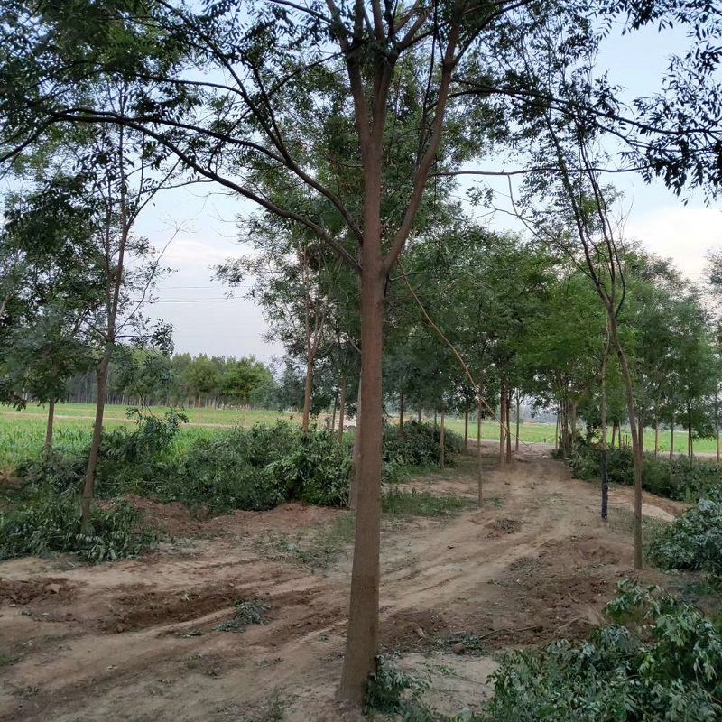  种植出售移栽发冒10－80公分各规格国槐 老式国槐树