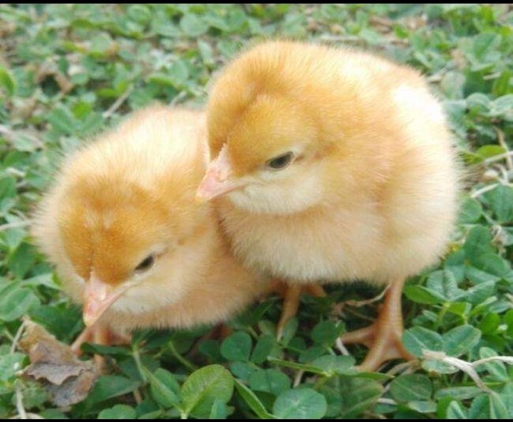  海兰褐多蛋鸡苗,批发鸡苗鸭苗鹅苗珍禽苗,包打疫苗包运输成活