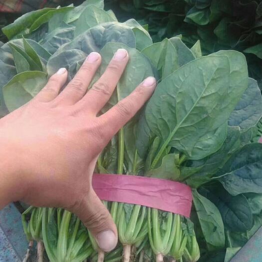  精品菠菜正在预定