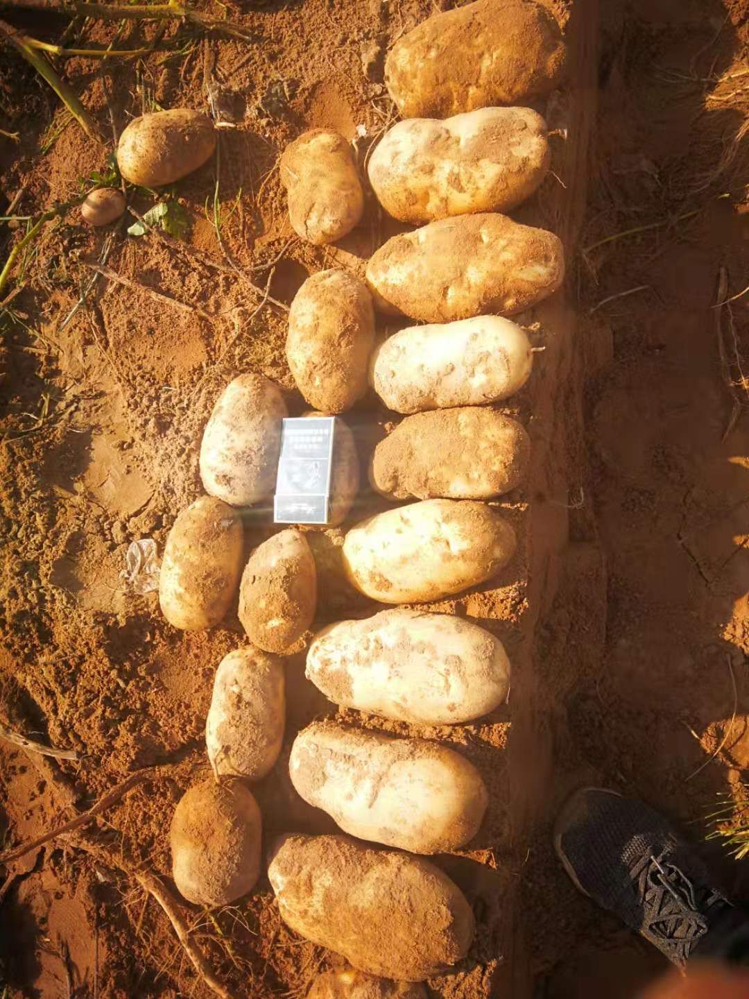 定边土豆 226便宜啦