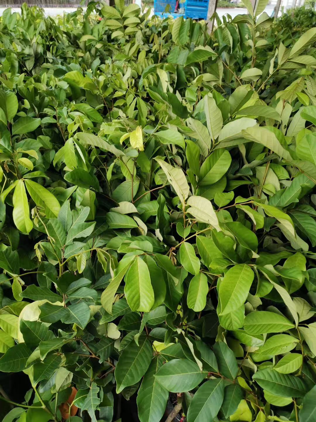 红毛丹树苗 红毛丹果苗