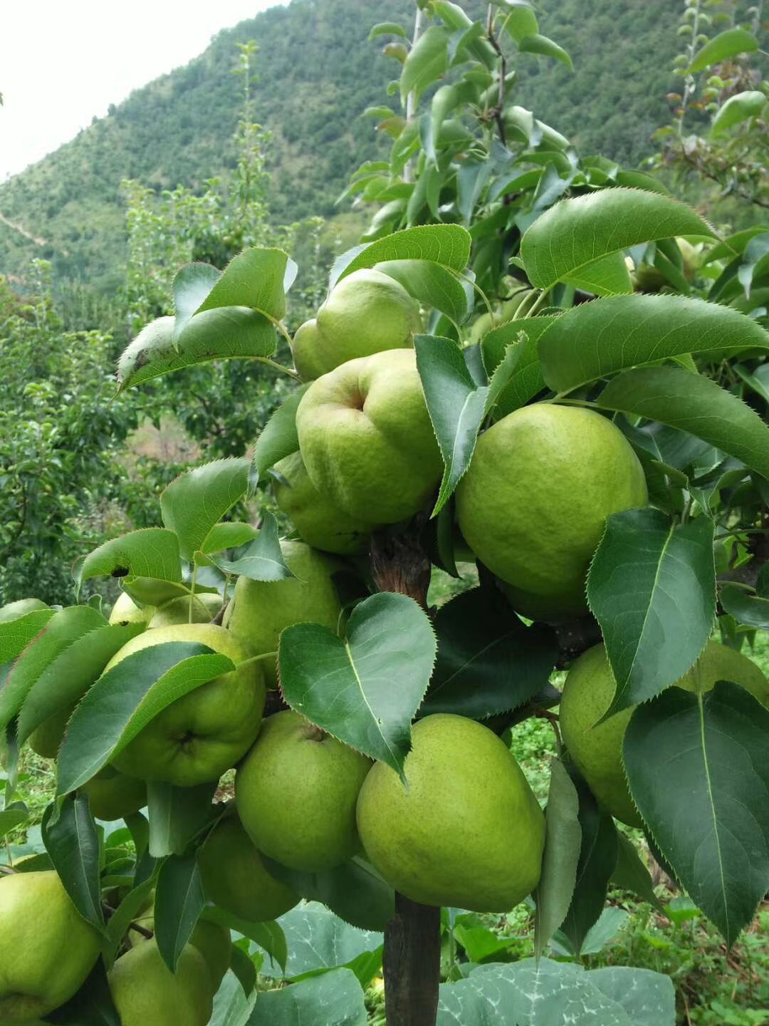 [蜂糖梨批發] 麗江高原 蜂糖梨 金花梨即將成熟 歡迎定購價格5元/斤 -