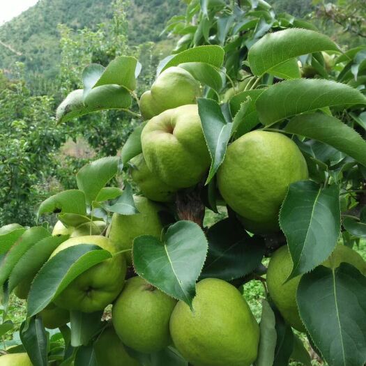 宾川县 百年古树蜂糖梨