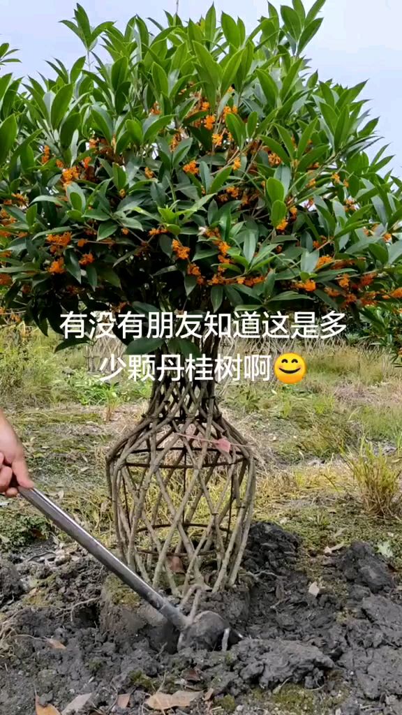 早红丹桂 丹桂花瓶，愈合花瓶，编制技术，桂花花瓶骨架