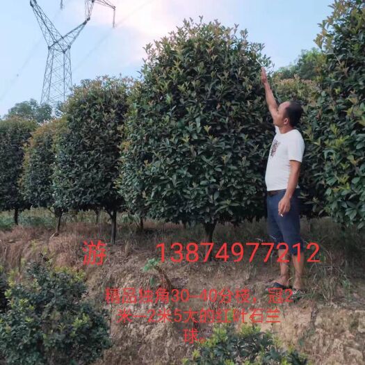 长沙 红叶石楠球