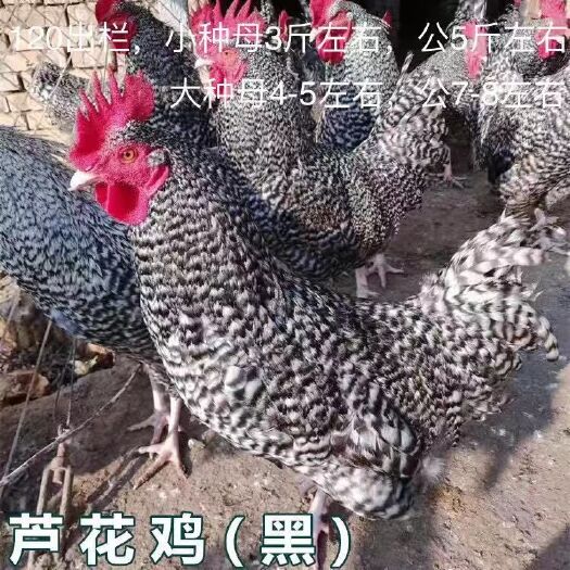 南宁 纯正芦花鸡（黑）苗,批发鸡苗鸭苗鹅苗珍禽苗包打疫苗运输成活