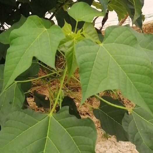 扶沟县 楸树苗，半年的苗，高度三米二，有需求的联系。