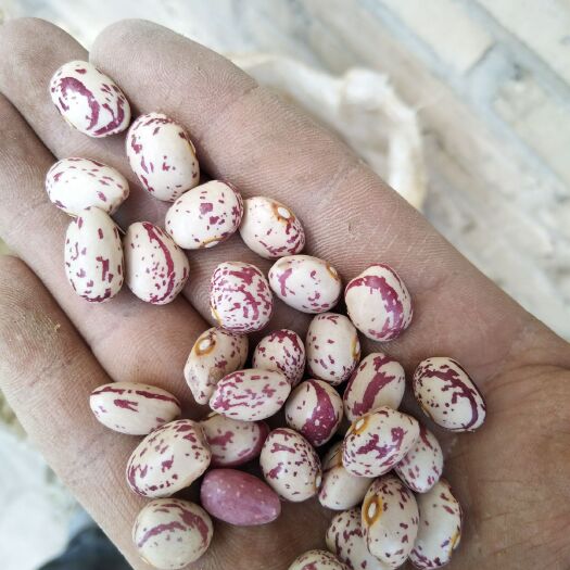 和静县 大量花芸豆出售，需要老板联系我