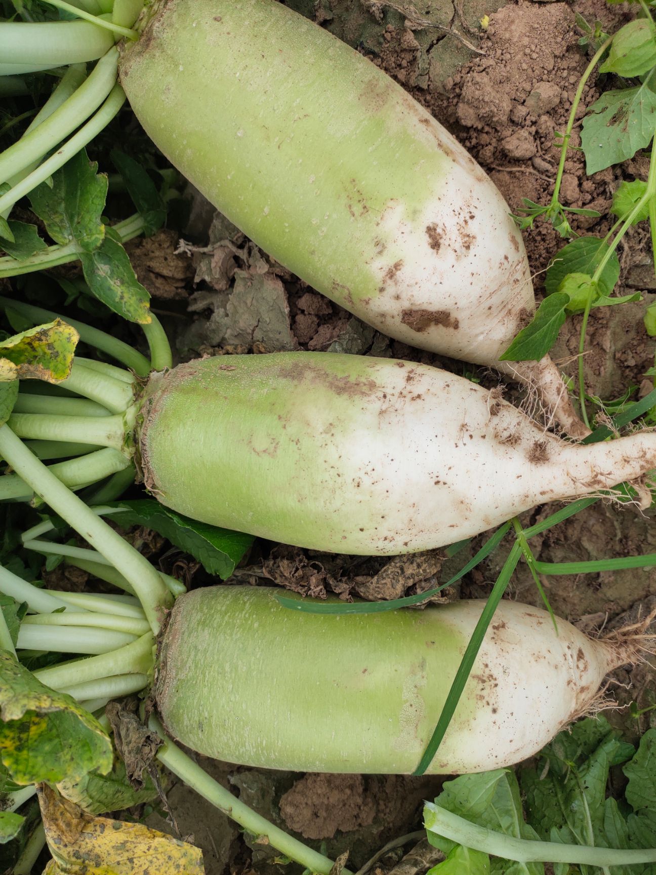 青萝卜，养殖厂，加工厂，，电商市场，支持各种规格，产地批发