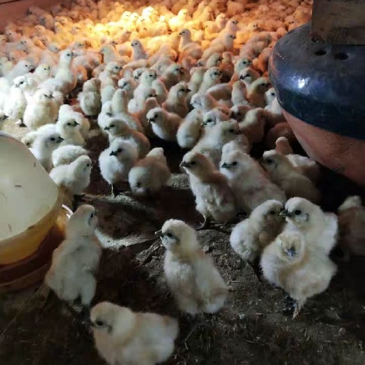 昆明乌骨鸡苗   白凤乌鸡苗  出壳苗 云贵川可发货