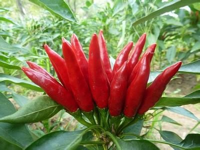 鄢陵县朝天椒 5cm以下 中辣 红色