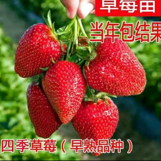 泰安四季草莓苗 10~20公分 地栽苗 