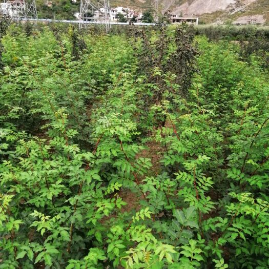 陇南 大红袍花椒苗量大从优