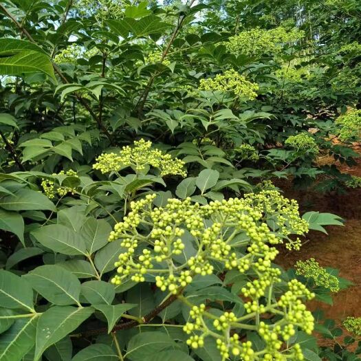 南宁 中花高品质吴茱萸