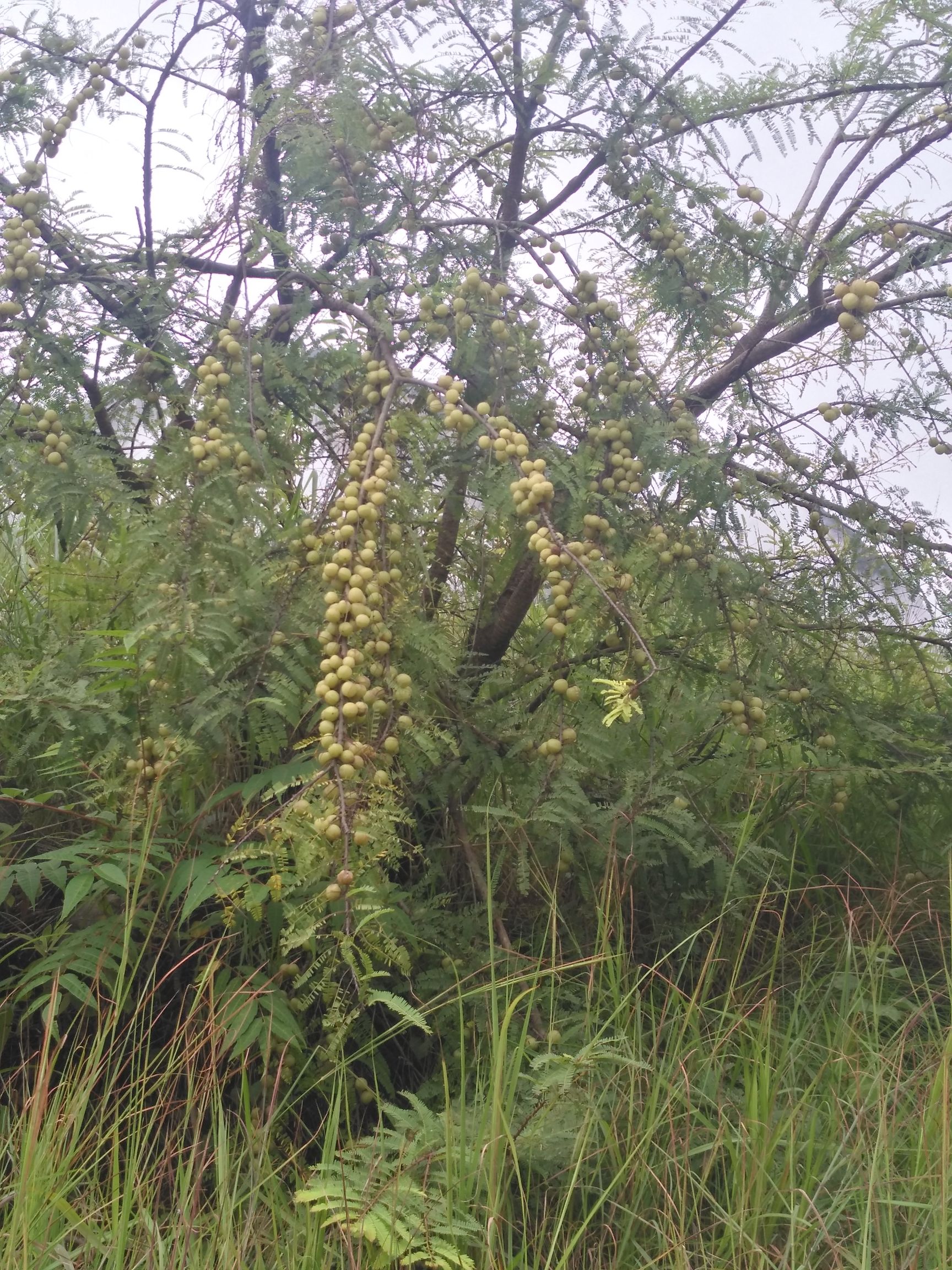 野生余甘果 贵州六盘水 原产地 大量有货