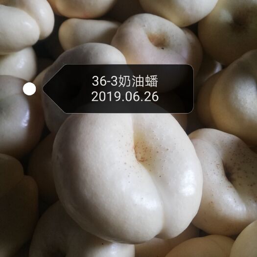 蒙阴县奶油白蟠桃树苗 36-3奶油蟠，糖度二十左右，包纯度