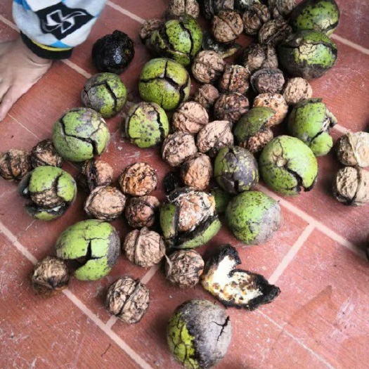成都 大量黑桃批发每天60吨