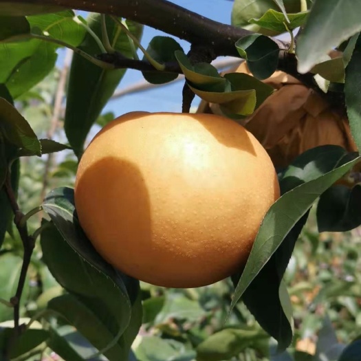 平度市 南水梨青岛平度种植基地