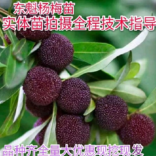 平邑县东魁杨梅树苗 东魁杨梅苗  新品种 热卖  现挖现发 包邮