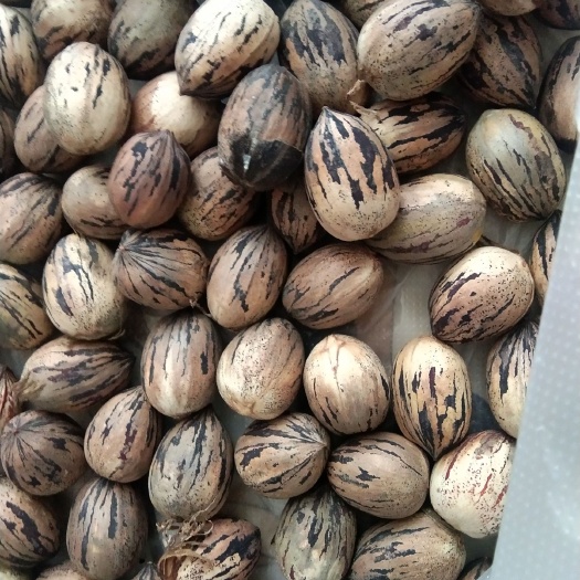 南涧县山核桃 26~30mm 去皮 袋装