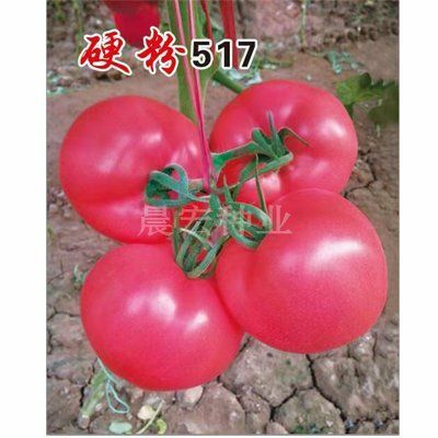 硬粉番茄种子 硬粉517