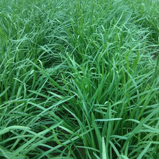 保定 紫根韭菜，现割现卖，井水灌溉，新鲜无污染。