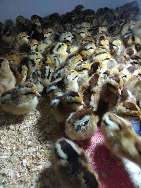 枣阳市 长期供应优质鸡苗、鸭苗、鹅苗