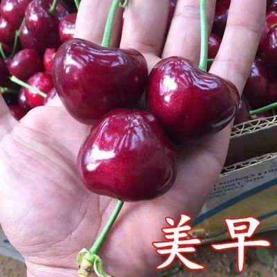 平邑县 美早樱桃苗 一级苗  坐果率高 欢迎实地考察 现场挖苗