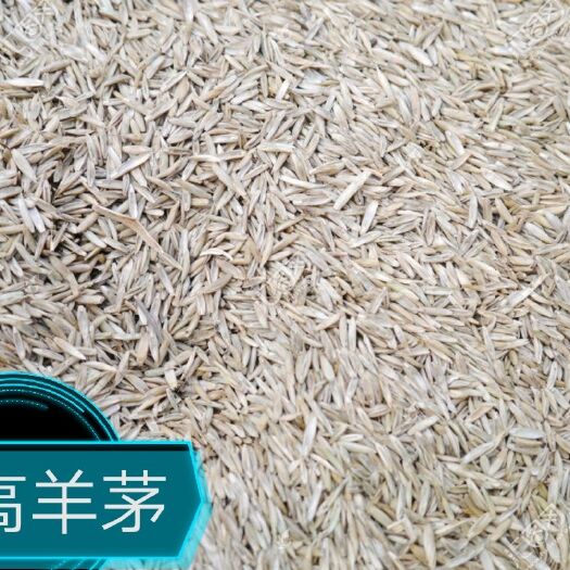 北京草坪种子 北京草坪基地供应草籽草坪草籽