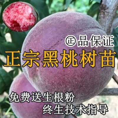 费县 黑桃树苗  嫁接苗 当年结果 基地直销 量大优惠  晚熟品种