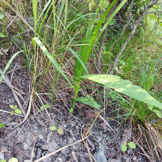 郧西县 野生白芨苗
