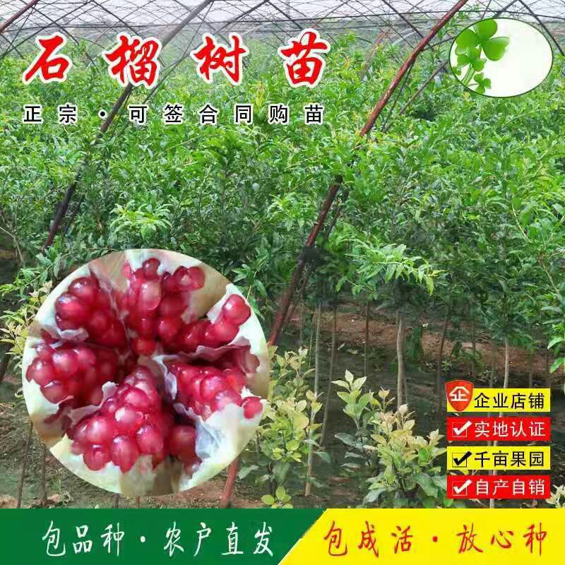  蒙阳红石榴苗 红如意石榴苗 嫁接苗 成品苗 基地直销