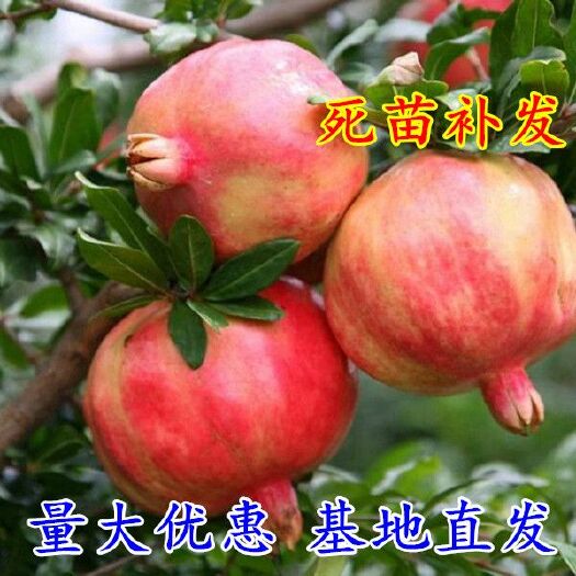 平邑县蒙阳红石榴苗 一级苗 易管理 保证品种 坐果率高 死苗免费补发