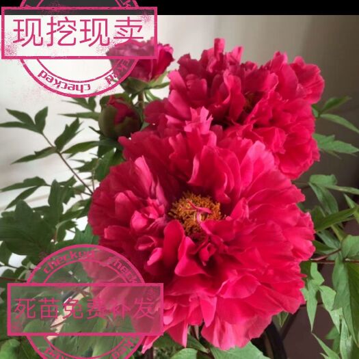 平邑县 牡丹苗，各种颜色都有，包成活，