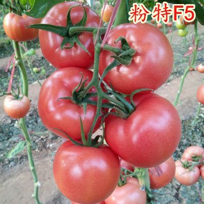 粉果番茄种子 粉特F5