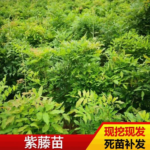 平邑县 紫藤树苗 绿化树苗 盆栽地栽 绿植 室内外 基地直销