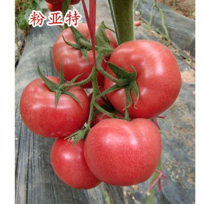 寿光市粉果番茄种子 粉亚特