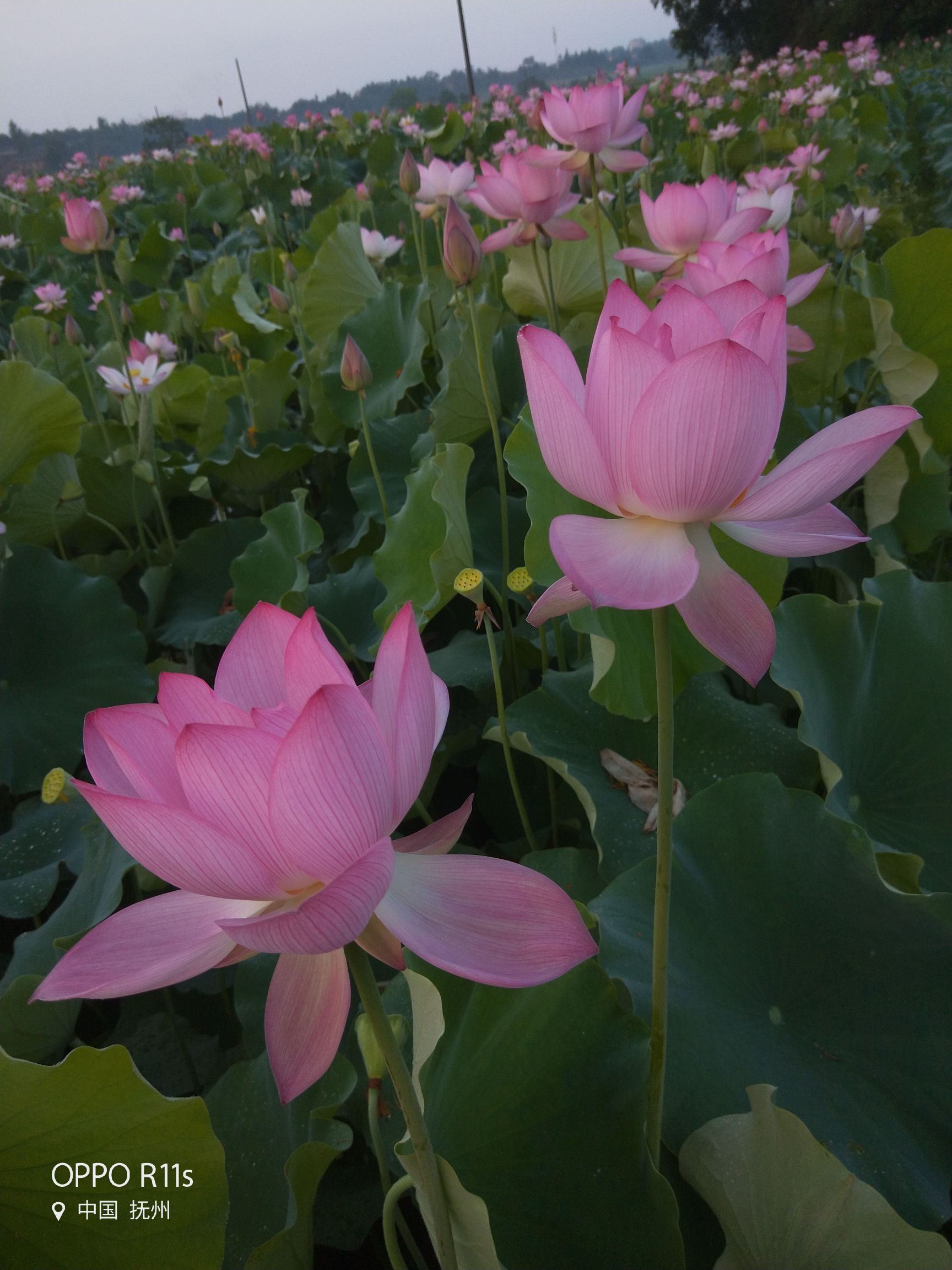 子莲苗 江西莲子种苗