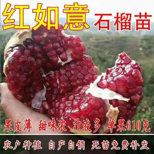 平邑县 蒙阳红石榴苗 红如意石榴苗 嫁接苗 成品苗 基地直销