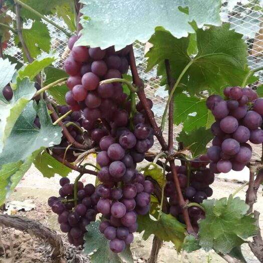临朐县巨峰葡萄 1.5- 2斤 5%以下 1次果