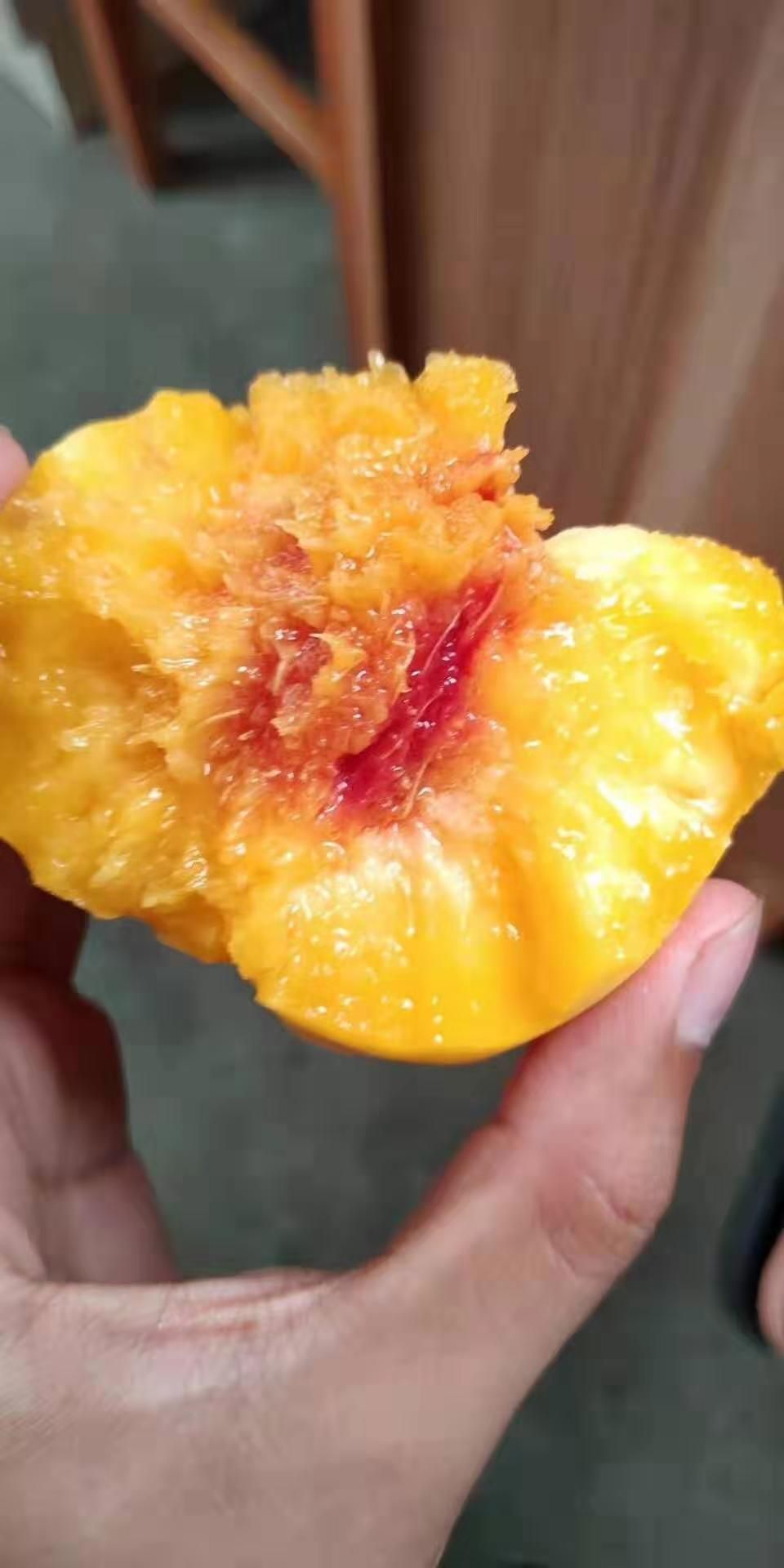 红心黄桃 品种早黄金，黄金蜜，秋彤，黄金后，南北方都可以种植