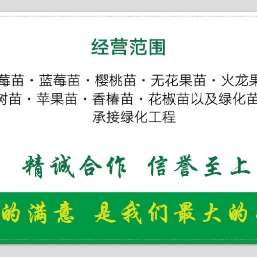 泰安 奶油草莓苗，现挖现卖，大量供应