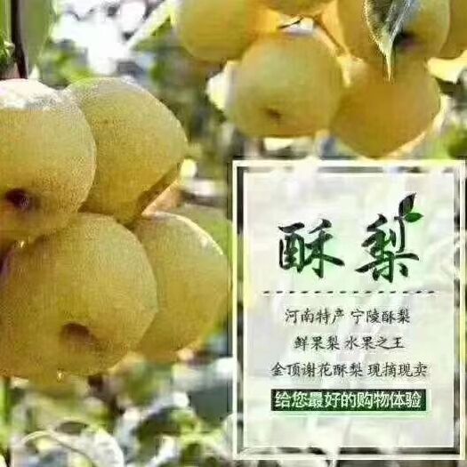 宁陵县 河南宁陵金鼎谢花酥梨
