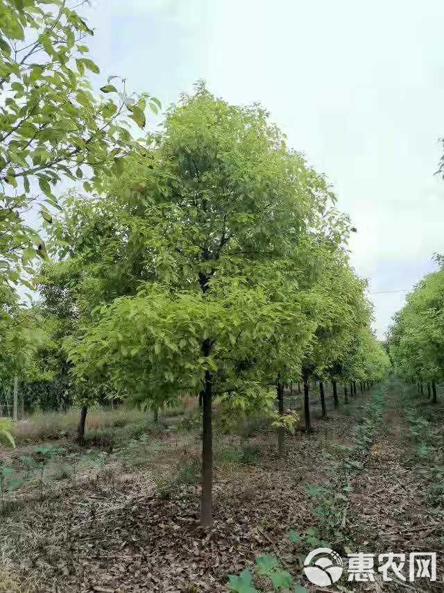 杀头樟 湖南益阳青源苗木李先生