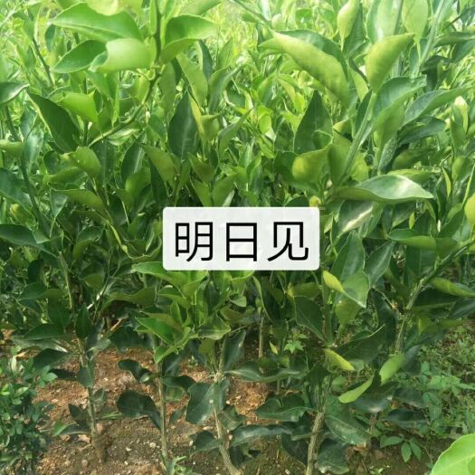 钟祥市明日见柑橘苗