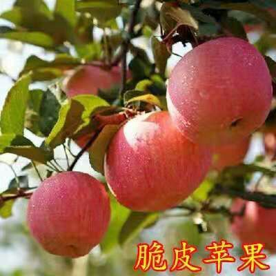 平邑县 红富士苹果苗 嫁接苗 盆景苹果苗 基地直销